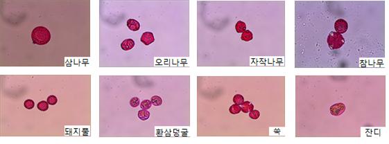 꽃가루모양