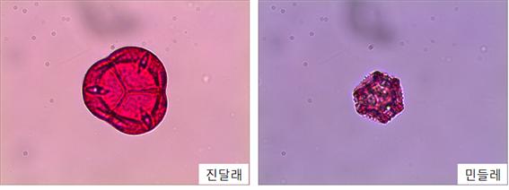 진달래와 민들레의 꽃가루모양