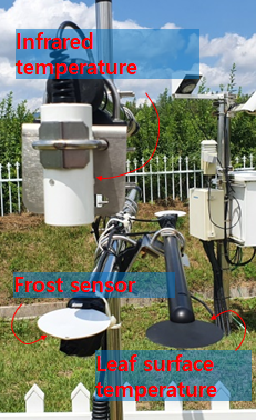 Frost observation system